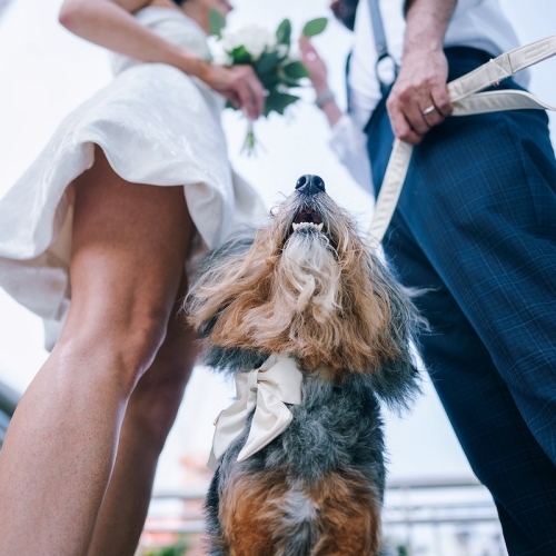 Luxury Weddings in Los Angeles: Glamour, Estates, and Iconic City Backdrops image service page blog