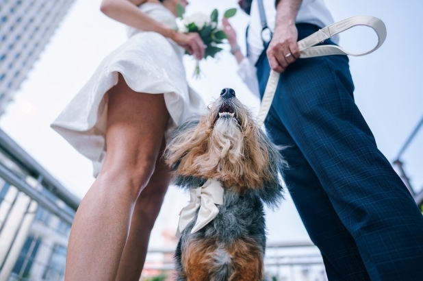 Luxury Weddings in Los Angeles: Glamour, Estates, and Iconic City Backdrops image